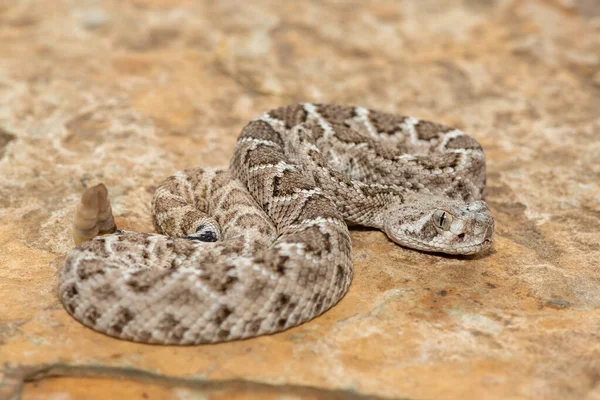Güzel bir genç batı elmas sırtlı çıngıraklı yılanı (Crotalus atrox), Teksas elmas sırtlı çıngıraklı yılanı, kertenkele yılanı ve vızıltı kuyruğu olarak da bilinir. Kuzey Amerika 'ya özgü çok zehirli bir yılan.
