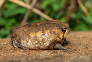Şirin bir Bushveld yağmur kurbağası (Breviceps adspersus), yaygın yağmur kurbağası olarak da bilinir. Savunma pozisyonu, yakın çekim. Güney Afrika 'ya özgü.