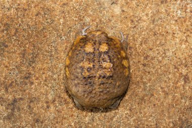 Şirin bir Bushveld yağmur kurbağası (Breviceps adspersus), yaygın yağmur kurbağası olarak da bilinir. Savunma pozisyonu, yakın çekim. Güney Afrika 'ya özgü.