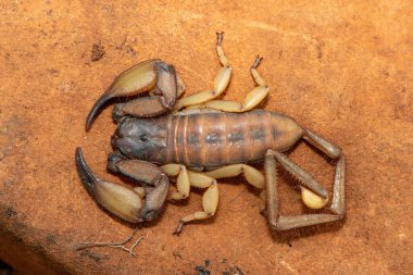 Büyük bir Tugela Kaya Akrebi (Hadogenes trichiurus pallidus), Afrika düz akreplerinin bir üyesidir. Orta KwaZulu-Natal 'a özgü hafif zehirli akrep.