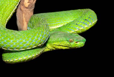 Güzel bir Vogel çukur engereğinin (Trimeresurus vogeli) bir dala sarılmış yakın çekimi. Güneydoğu Asya 'ya özgü renkli zehirli bir çukur engereği. Siyah bir arkaplana karşı