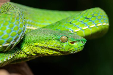 Güzel bir Vogel çukur engereğinin (Trimeresurus vogeli) bir dala sarılmış yakın çekimi. Güneydoğu Asya 'ya özgü renkli, zehirli bir çukur engereği.
