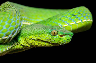 Güzel bir Vogel çukur engereğinin (Trimeresurus vogeli) bir dala sarılmış yakın çekimi. Güneydoğu Asya 'ya özgü renkli zehirli bir çukur engereği. Siyah bir arkaplana karşı