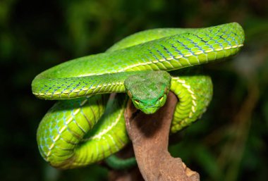 Güzel bir Vogel çukur engereğinin (Trimeresurus vogeli) bir dala sarılmış yakın çekimi. Güneydoğu Asya 'ya özgü renkli, zehirli bir çukur engereği.