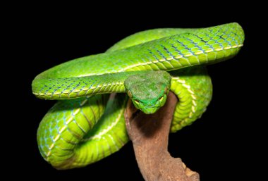 Güzel bir Vogel çukur engereğinin (Trimeresurus vogeli) bir dala sarılmış yakın çekimi. Güneydoğu Asya 'ya özgü renkli zehirli bir çukur engereği. Siyah bir arkaplana karşı