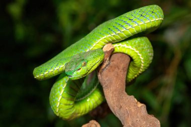 Güzel bir Vogel çukur engereğinin (Trimeresurus vogeli) bir dala sarılmış yakın çekimi. Güneydoğu Asya 'ya özgü renkli, zehirli bir çukur engereği.