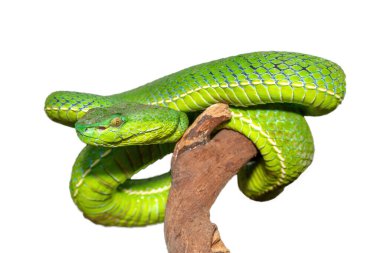 Güzel bir Vogel çukur engereğinin (Trimeresurus vogeli) bir dala sarılmış yakın çekimi. Güneydoğu Asya 'ya özgü renkli zehirli bir çukur engereği. Beyaz arkaplana karşı