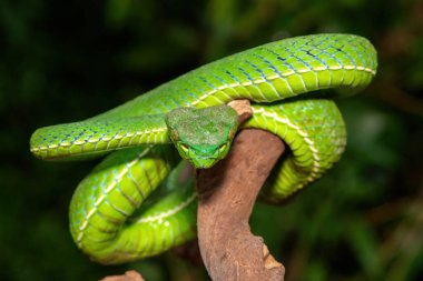 Güzel bir Vogel çukur engereğinin (Trimeresurus vogeli) bir dala sarılmış yakın çekimi. Güneydoğu Asya 'ya özgü renkli, zehirli bir çukur engereği.