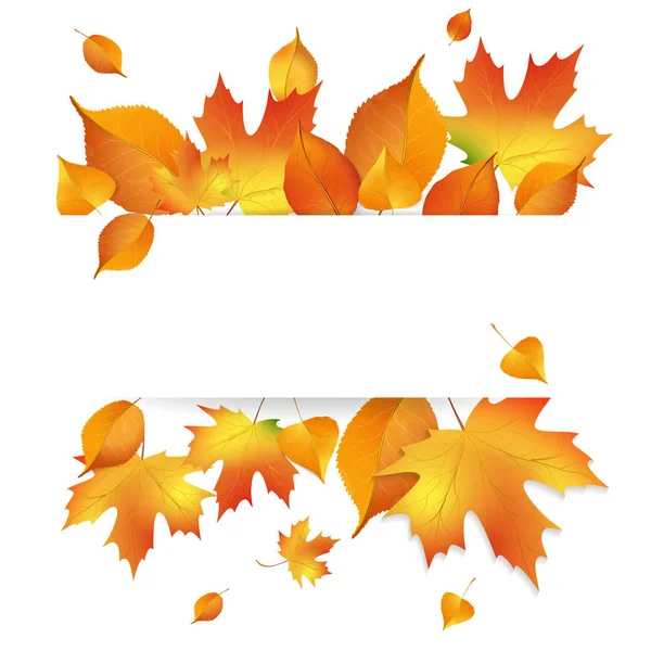 Autumn Yellow Leaves White Background — Stock Vector
