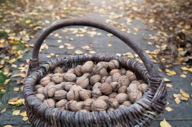 sonbahar güneşinde fındık ile eski hasır sepet 