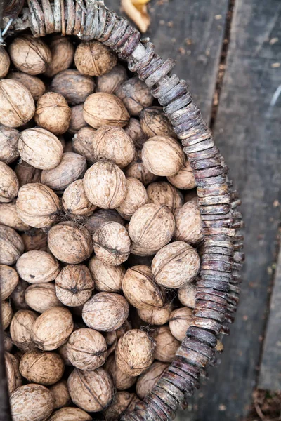 aantrekkelijke jonge vrouw lezen van een boek, portret