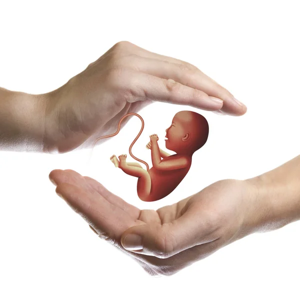 Dos Manos Sobre Fondo Blanco Aislado Con Embrión Centro — Foto de Stock