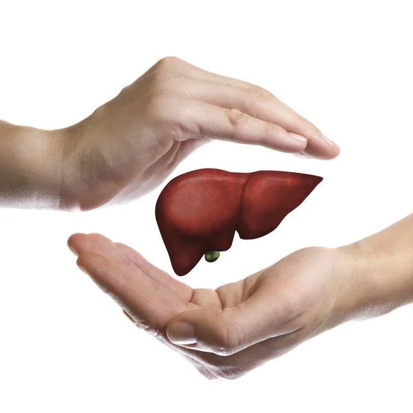 stock image A human liver between two palms of a woman on  white isolated background. The concept of a healthy liver.