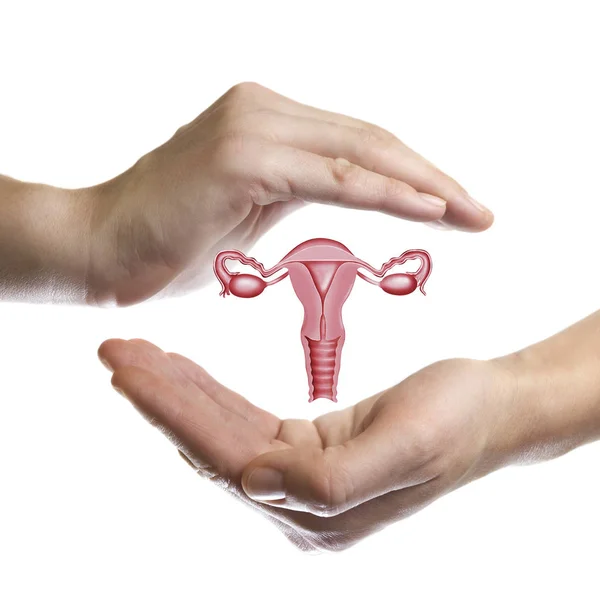 Модель Репродуктивной Системы Женщин Между Двумя Ладонями Белом Изолированном Фоне — стоковое фото