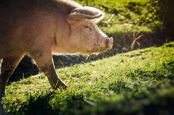 Uno Sporco Maiale Rosa Cerca Cibo Prato Verde — Foto Stock