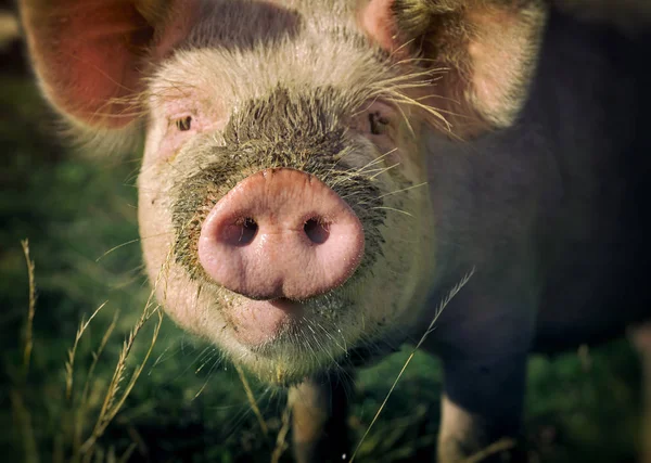 Museau Porc Près Sur Fond Prairies Verdoyantes — Photo