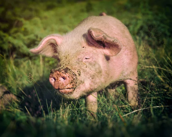 在绿色草坪上寻找食物的肮脏的鼻子的猪 — 图库照片