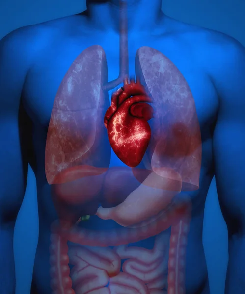 Структура Людського Тіла Людські Органи Акцентом Серце — стокове фото