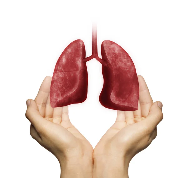 Ludzkie Płuca Między Dwie Dłonie Kobiety Białym Tle Pojęcie Zdrowe — Zdjęcie stockowe