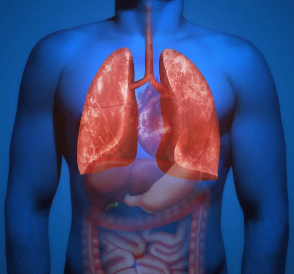 Estructura Del Cuerpo Humano Órganos Humanos Con Énfasis Los Pulmones —  Fotos de Stock