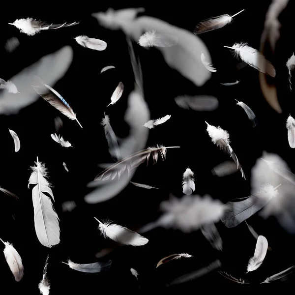 Abstract Pattern Falling Feathers Black Background — Stock Photo, Image