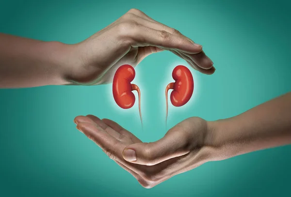青と緑の背景の女性の つの手のひらの間人間の腎臓 健康な腎臓の概念 — ストック写真