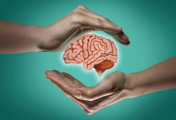 Cérebro Humano Entre Duas Palmas Uma Mulher Fundo Azul Verde — Fotografia de Stock