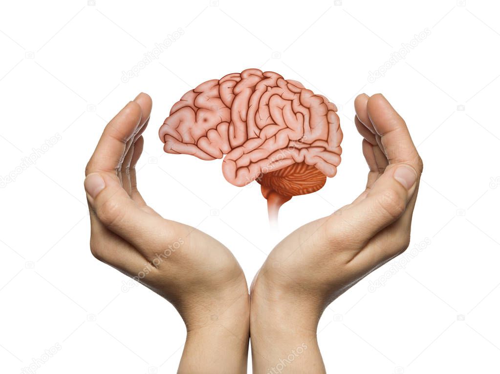 A human brain between two palms of a woman on white isolated background. Brain protection and intellectual rights concept.