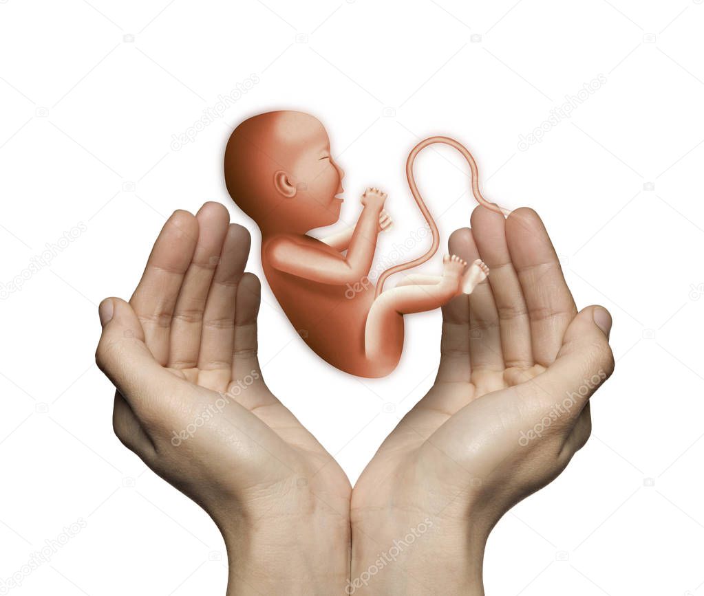 Two hands on white isolated background with embryo in center. Concept of reproductive technologies.