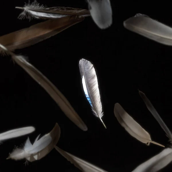 Imagen Plumas Abstractas Cayendo Sobre Fondo Negro —  Fotos de Stock