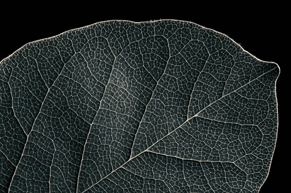 Абстрактная Черно Белая Текстура Листа Фона Чёрном Изолированном Фоне — стоковое фото