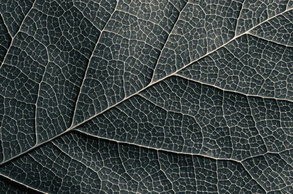 Struttura Astratta Delle Foglie Bianco Nero Sfondo Sfondo Nero Isolato — Foto Stock