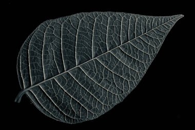 Siyah izole arka plan üzerinde arka plan için soyut siyah beyaz yaprak doku