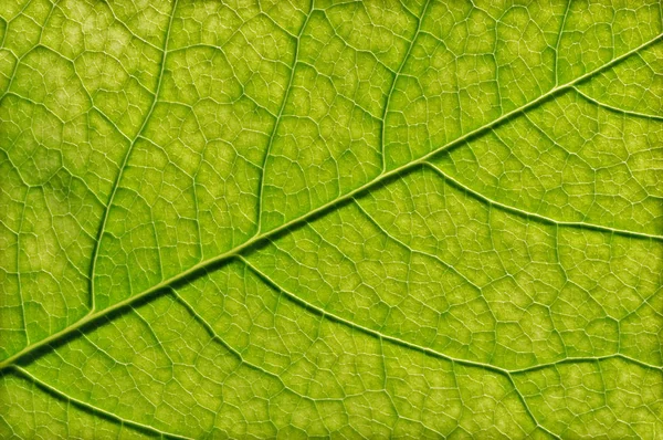 Grön Bladstruktur Närbild Abstrakt Bakgrund — Stockfoto