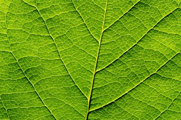 Grön Bladstruktur Närbild Abstrakt Bakgrund — Stockfoto