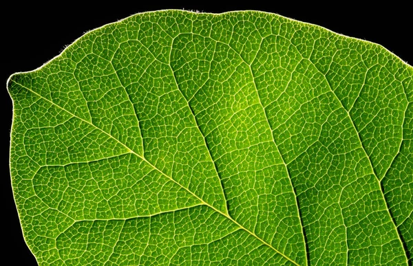 Textura Folha Verde Abstrato Sobre Fundo Preto — Fotografia de Stock