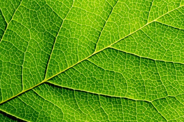 Struttura Foglia Verde Primo Piano Sfondo Della Natura Astratta — Foto Stock