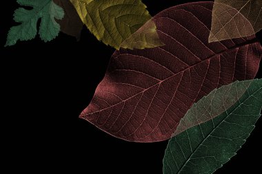 Siyah arka plan üzerinde güzel dokulu yapraklarından soyut desen. Illüstrasyon