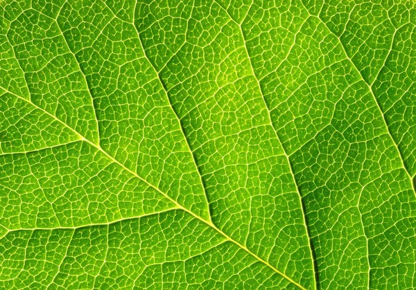 Textura Hoja Verde Abstracta Sobre Fondo Negro — Foto de Stock