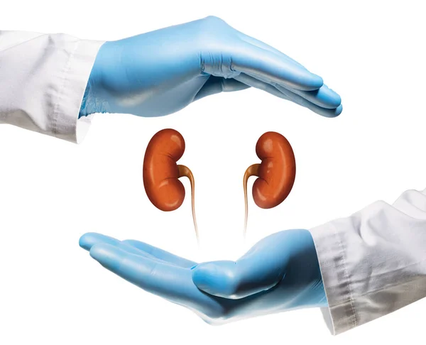白い孤立した背景に2本のヤシの間の腎臓 健康な腎臓の概念 — ストック写真