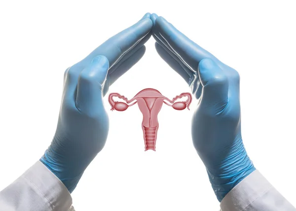 Kvinnligt Fortplantningssystem Mellan Två Handflator Vit Isolerad Bakgrund Begreppet Ett — Stockfoto