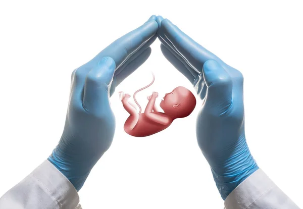 Embryon Entre Deux Paumes Sur Fond Blanc Isolé Fertilisation Vitro — Photo