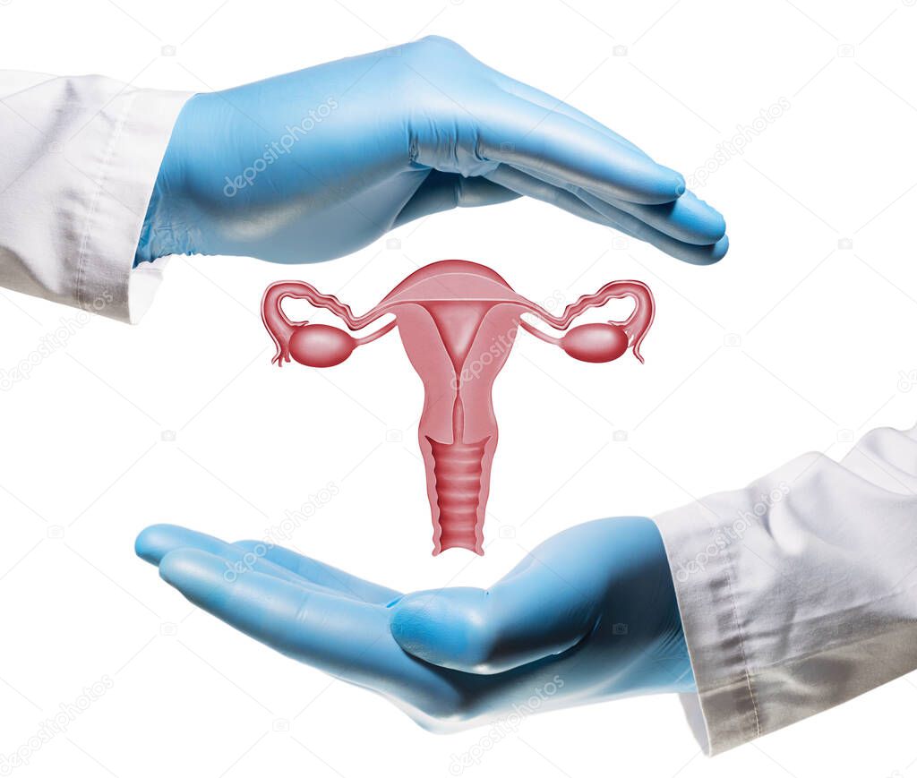 Female reproductive system between two palms on white isolated background. Concept of a healthy female reproductive system.
