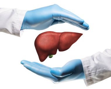 Beyaz arka planda iki avuç içi arasında karaciğer. Sağlıklı karaciğer kavramı.