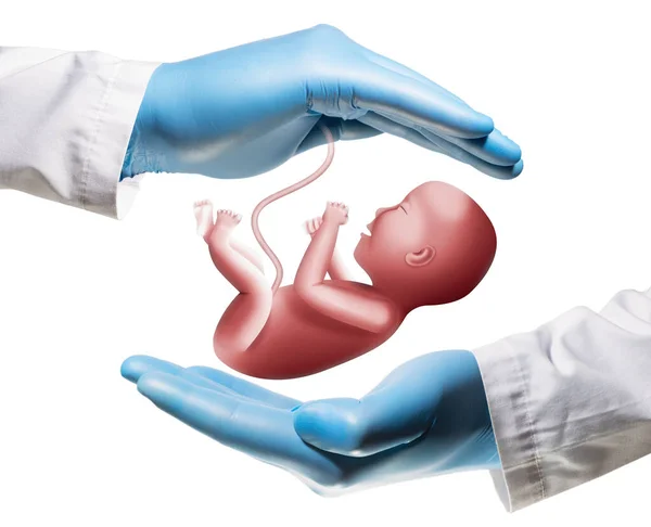 Embryo Mellan Två Handflator Vit Isolerad Bakgrund Vitro Befruktning Begreppet — Stockfoto