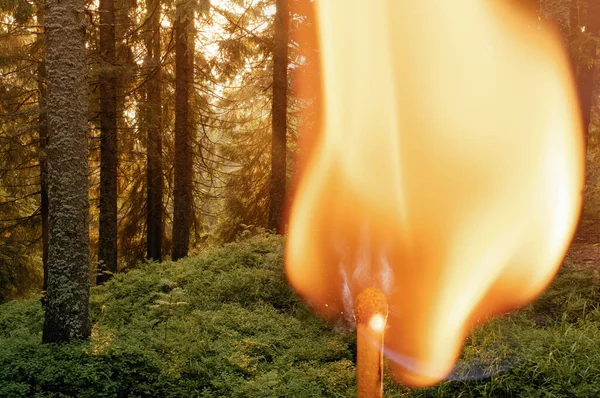 Çift Pozlu Görüntü Kozalaklı Orman Yanan Kibrit Dikkatsiz Ateş Etme — Stok fotoğraf