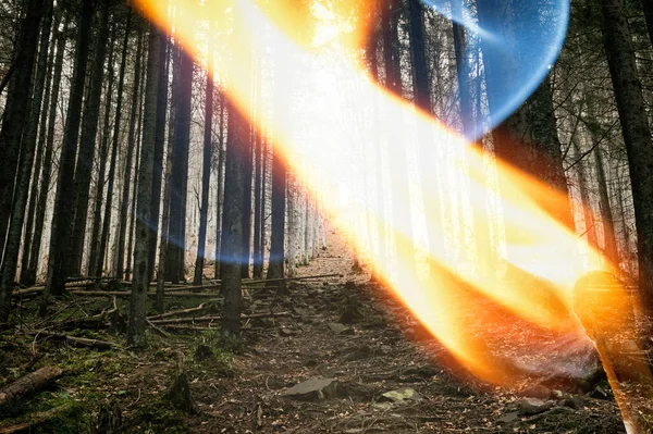 Çift Pozlu Görüntü Kozalaklı Orman Yanan Kibrit Dikkatsiz Ateş Etme — Stok fotoğraf