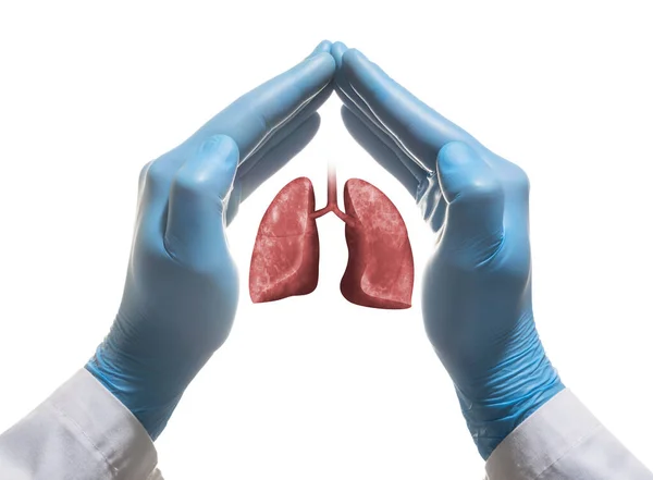 Menschliche Lungen Zwischen Zwei Handflächen Auf Weißem Isoliertem Hintergrund Konzept — Stockfoto