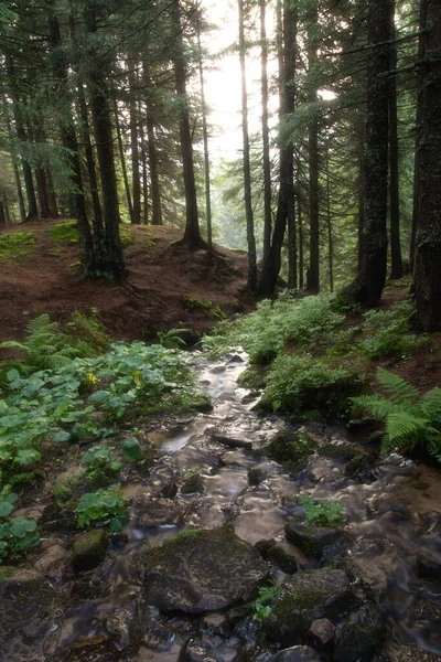 Hermoso Paisaje Bosque Matutino — Foto de Stock