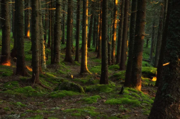 Schöne Landschaft Des Morgenwaldes — Stockfoto